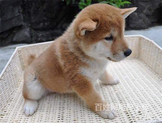 纯种柴犬 北京哪里卖柴犬 北京黑色柴犬多少钱一只