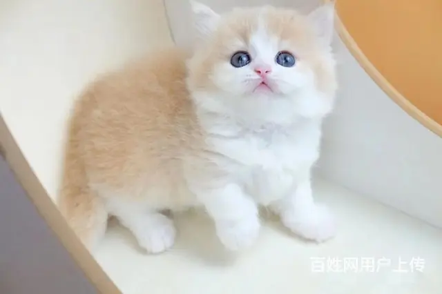 曼基康矮脚猫多少钱 拿破仑好养吗 矮脚拿破仑照片 - 图片 1