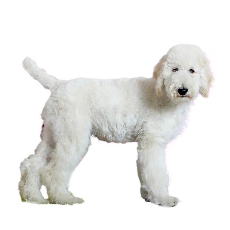 西安霍思燕同款巨型贵宾犬.具有独特气质的巨贵幼犬可