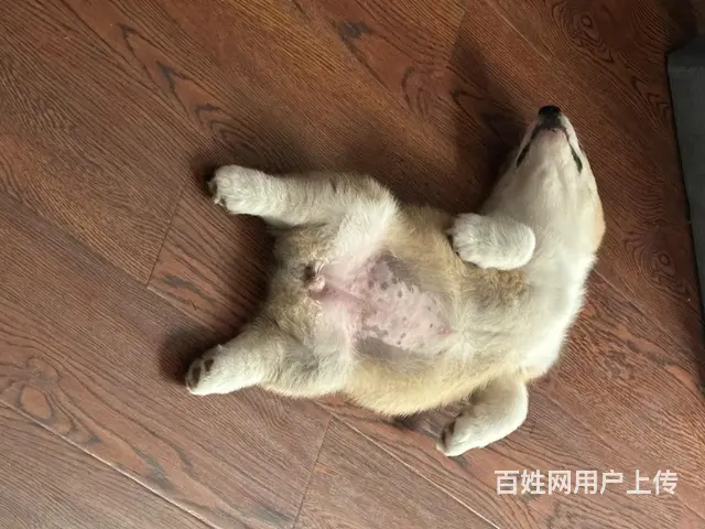 家养柯基转售 - 图片 1