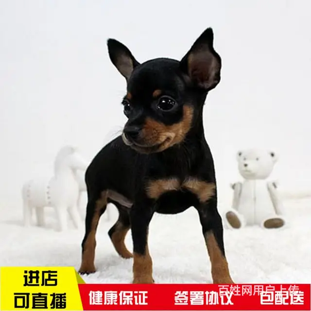六安纯种小鹿犬视频 养小鹿犬心得体会 - 图片 2