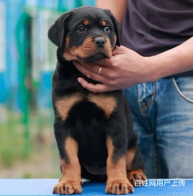 精品罗威纳犬,德系幼犬,美系幼犬,多只可挑 - 图片 3