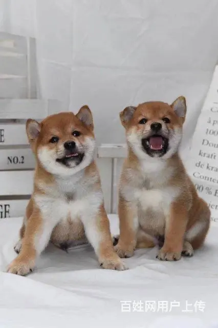 纯种日本柴犬多少钱 北京哪里有卖柴犬 纯种柴犬价格 - 图片 9
