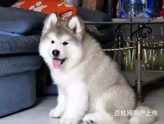 承德阿拉斯加怎么卖 阿拉斯加价格 保健康 - 图片 10