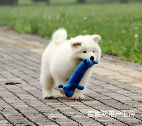 烟台哪里有出售萨摩耶幼犬宝宝 定时做疫苗和驱虫 公 - 图片 6