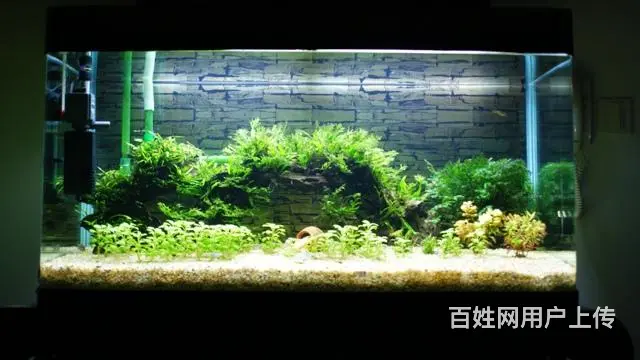 专业鱼缸清洗 维护 造景 鱼缸维修 - 图片 2