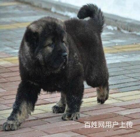 北京純種高加索犬多少錢 北京哪裡賣高加索幼犬的圖片