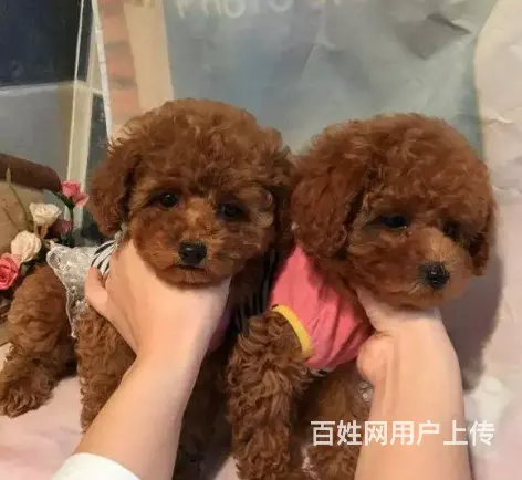 邢台泰迪多少钱一只 邢台泰迪怎么卖 邢台泰迪价格 - 图片 2