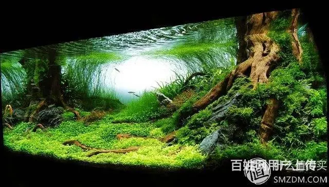 维护鱼缸养护，修鱼缸养护要多少钱，卖鱼缸定做 - 图片 10