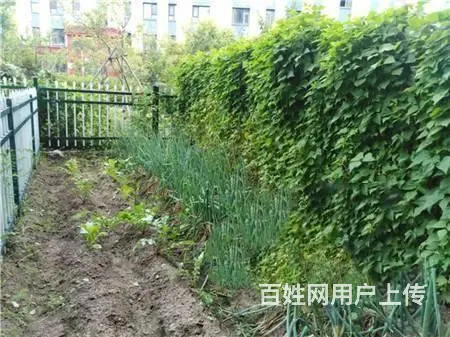 丰满苏宁绿谷庄园132平住宅出售 - 图片 5
