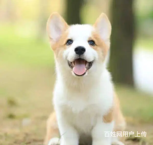 精品威尔士柯基幼犬 出售二色三色纯种柯基宝宝赛级的图片