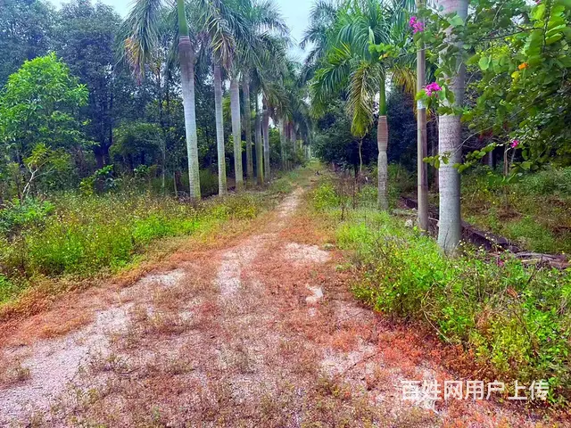 从化区鳌头镇有180亩平地绿化场苗圃场整体转让 - 图片 3