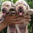 神犬小七 拉布拉多 宠物狗 宠物犬 狗狗