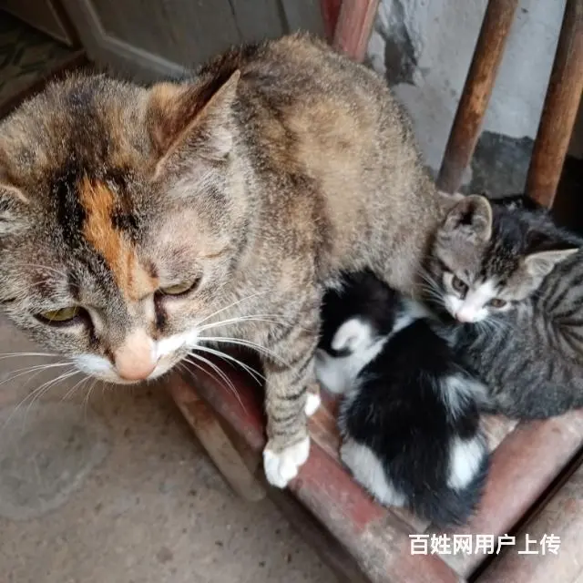 【搞定了！】喜欢猫咪人领养！ - 图片 4