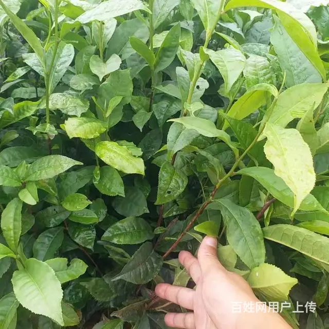 勐库大叶种茶苗、勐海大叶种茶苗，梧州茶叶苗 - 图片 5