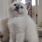宠物猫宝