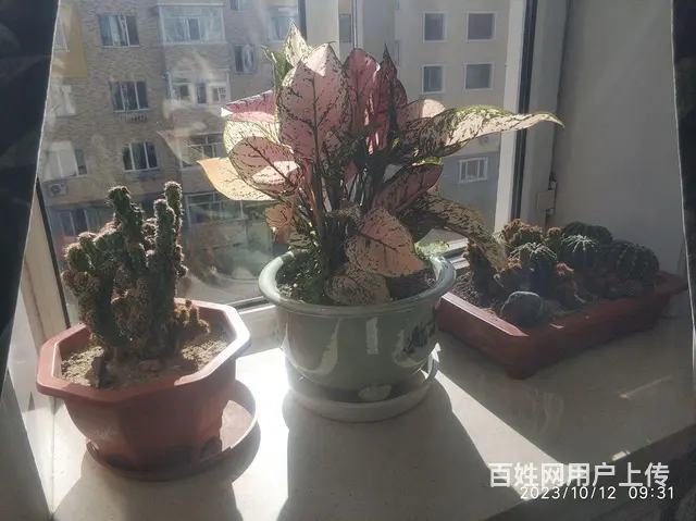 家庭花草出售，喜欢商量。 - 图片 2