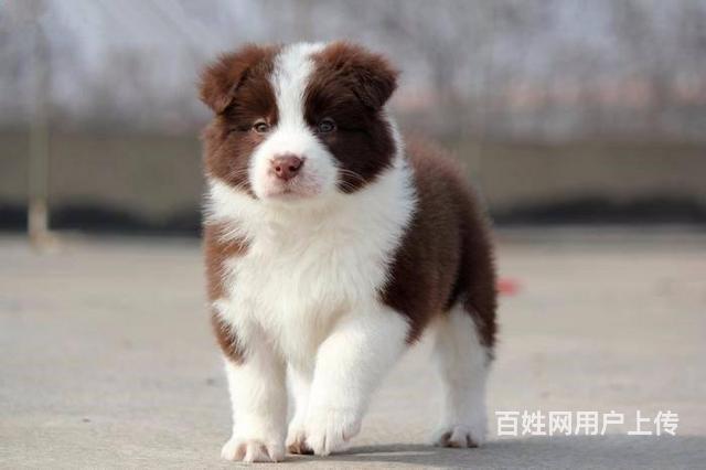 北京邊牧犬多少錢 北京純種邊牧犬價格 邊牧犬圖片