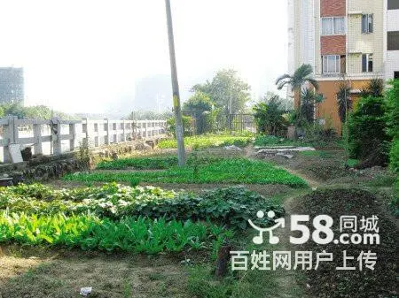 树木卖鹿粪鸡粪 猪粪 黑土 花土 假条茄子秧 - 图片 1