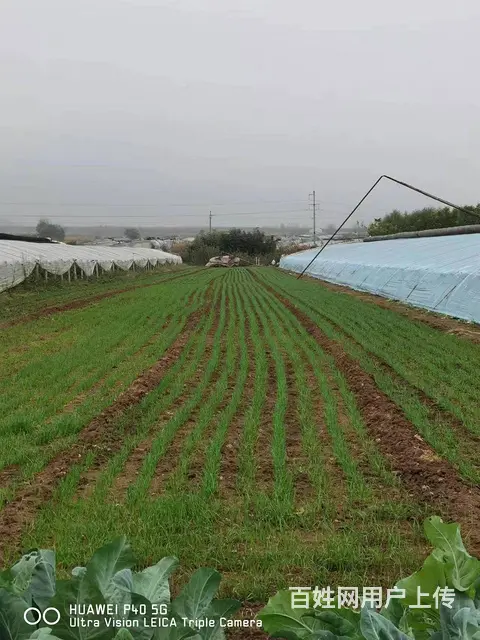 满外2.3米的小麦播种机出售 - 图片 4