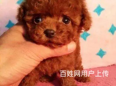 昆明泰迪多少钱一只 泰迪价格 茶杯犬泰迪 - 图片 10