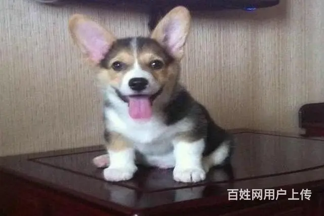 周口地区纯种威尔士柯基幼犬 健康有保障 可签协议可 - 图片 4