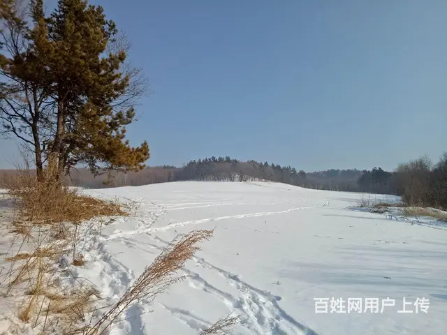 转让造林地 - 图片 7