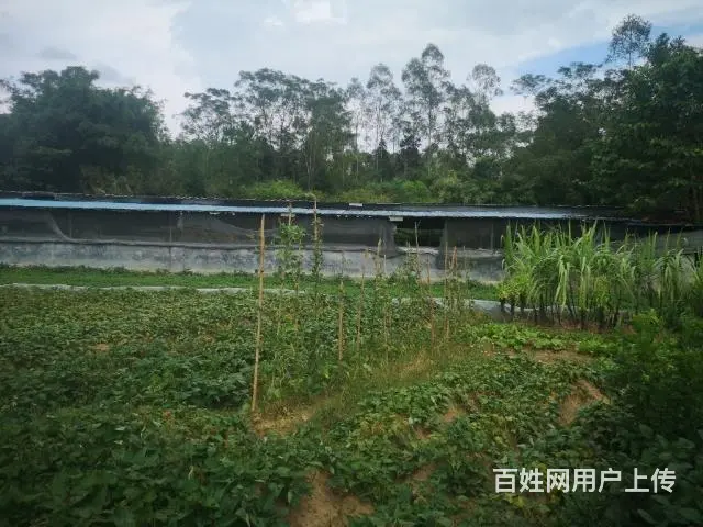 养殖场出租、出售。 - 图片