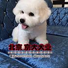 赛级比熊 纯种比熊犬  专业繁殖犬舍 幼犬待售中