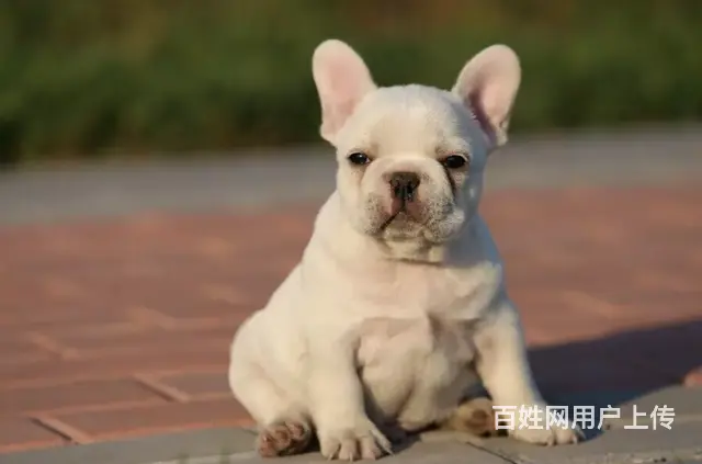 出售高品质法国斗牛犬 终身售后送货 - 图片 4