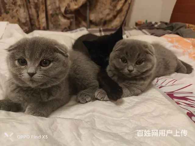 有需要蓝猫的可以找我 - 图片 2