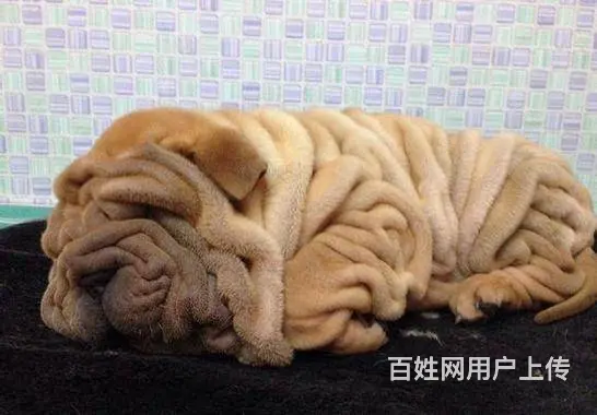 枣庄出售纯种血统的沙皮幼犬  活泼健康  售后完善 - 图片 3