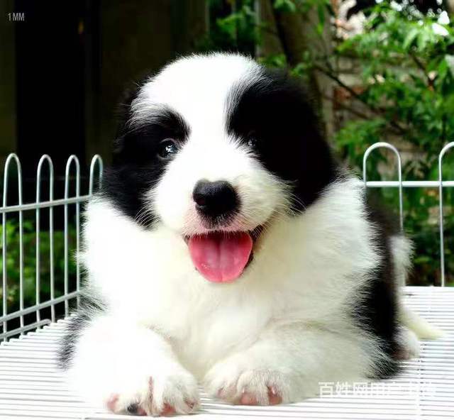 【图 热门商家:连云港市边境牧羊犬有多聪明 连云港新浦狗狗