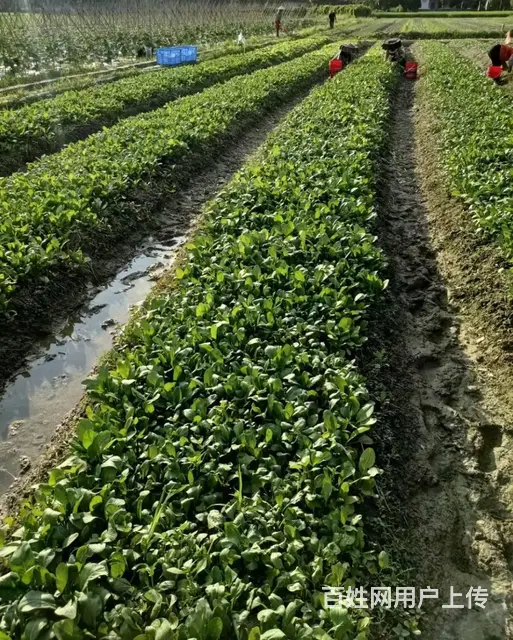广州食堂生鲜蔬菜配送公司,冷链配送,品类多供应稳定 - 图片 2