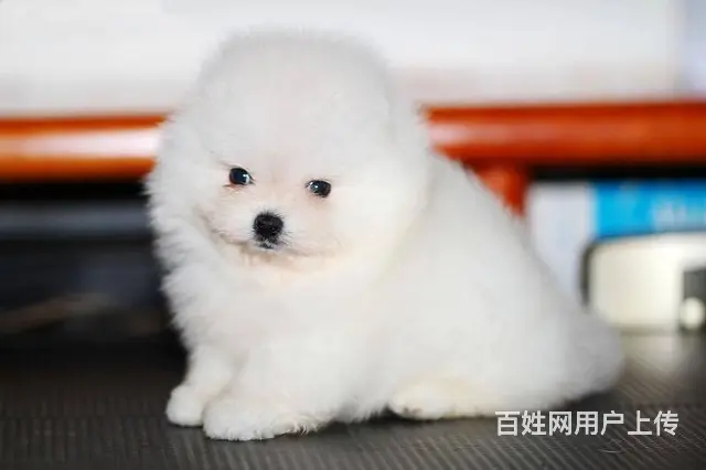 现在哪有卖博美犬的 博美犬都有多少钱的 - 图片 7