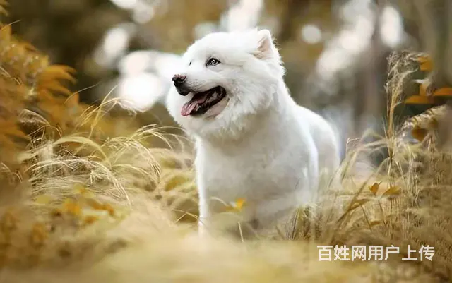 爱❤️人士收养低价处理 - 图片 1