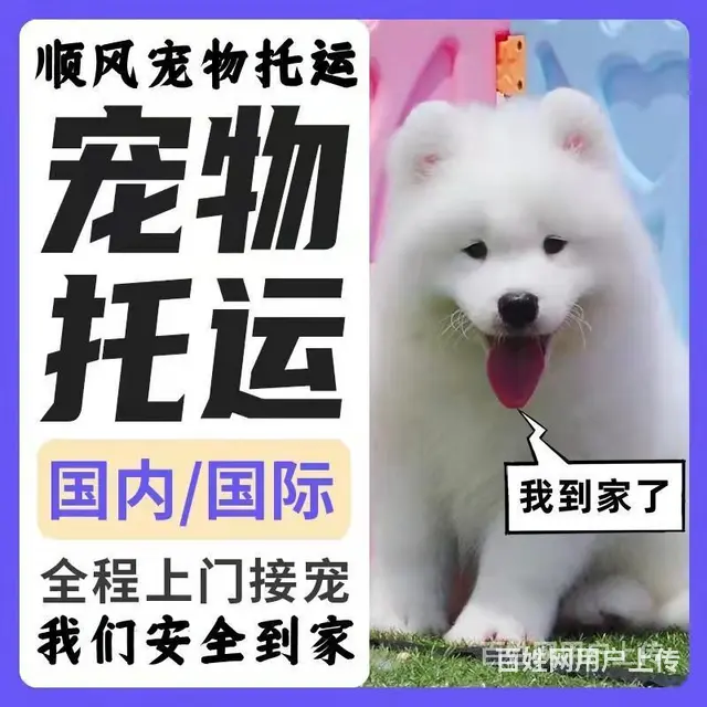 2022百色（猫狗）快递托运（宠物活体运输新*闻） - 图片 6