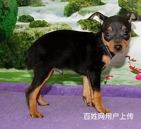 出售纯种小鹿幼犬  小鹿犬图片  小鹿犬价格 - 图片 1