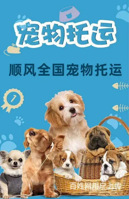 2022常州市宠物托运（猫狗）邮寄快递运输（宠物活体托运新* - 图片 5