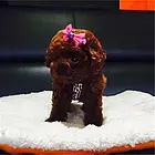 舟山【*推荐】泰迪犬舍‖泰迪养殖场