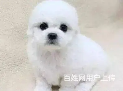文昌比熊多少钱一只 比熊价格 卷毛比熊 保健康 - 图片 7