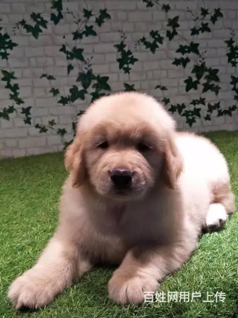 赛级金毛犬 纯种大头金毛犬 纯种健康金毛猎犬 - 图片 7