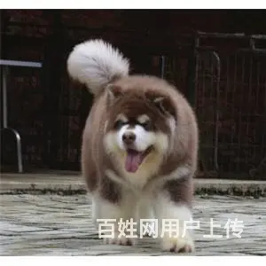 宿州犬舍直销【阿拉斯加】10年养殖经验，签健康协议 - 图片 5