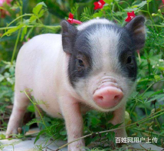 安庆那有卖迷你香猪多少钱一只正宗小香猪长不大