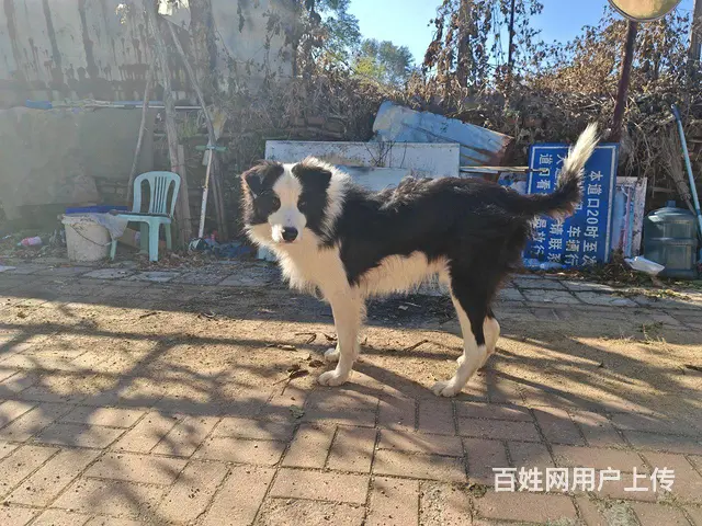 边牧 边境牧羊犬 借配 配种 - 图片 1