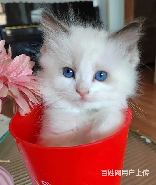 布偶猫、布偶出售 - 图片 3