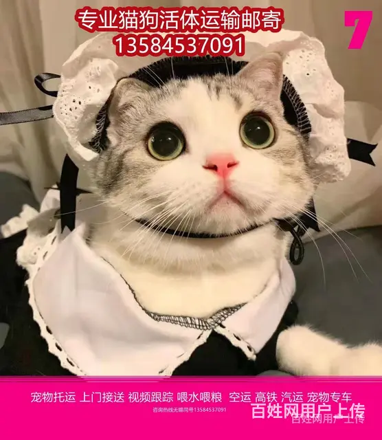 曲阜市 宠物托运（猫狗柴犬）邮寄快递2022（宠物活体运输) - 图片 6