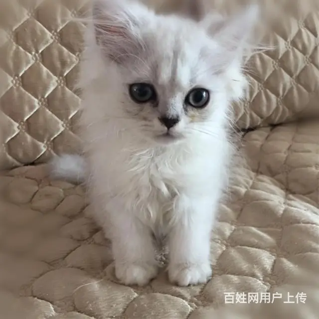 贵州黔南双血统金吉拉猫舍直销 - 图片 2