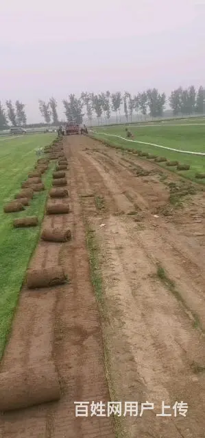 房山草坪基地销售草坪草坪价格 - 图片 9