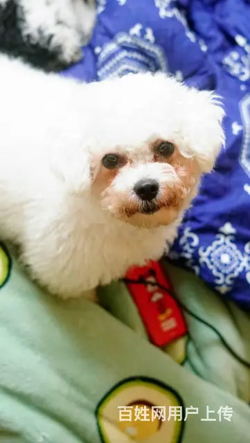 【搞定了！】免费领养白色卷毛梗犬11个月免疫全洗澡驱虫全 - 图片 4